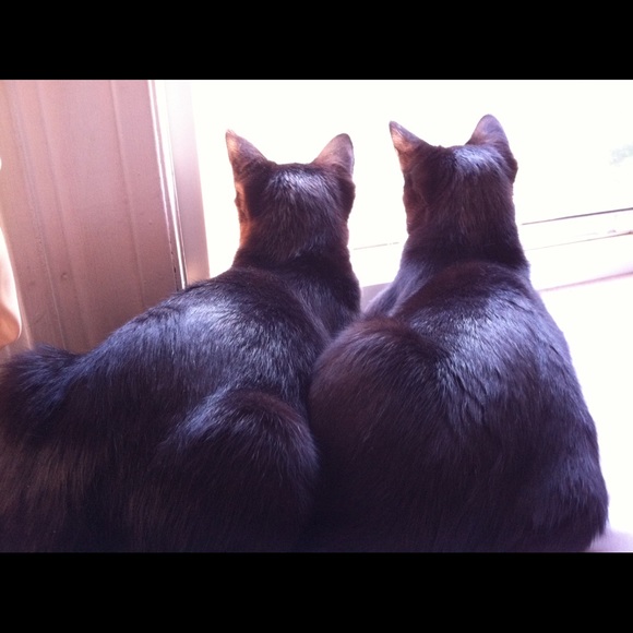 Meet your Posher, Jemma - Picture 3 of 5